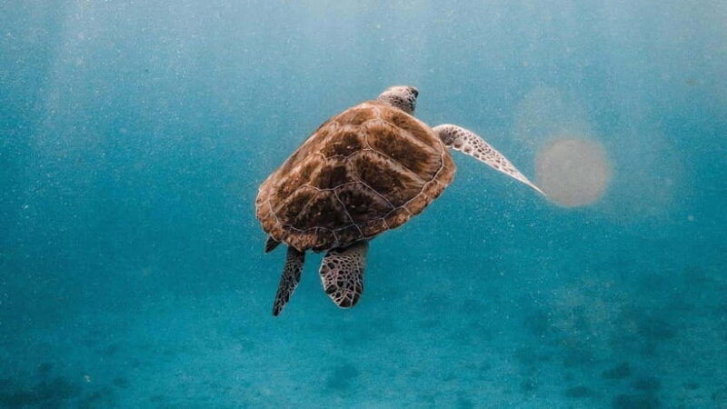 Phuket/Khao Lak: Similan Islands Catamaran Trip With Lunch - Itinerary and Activities