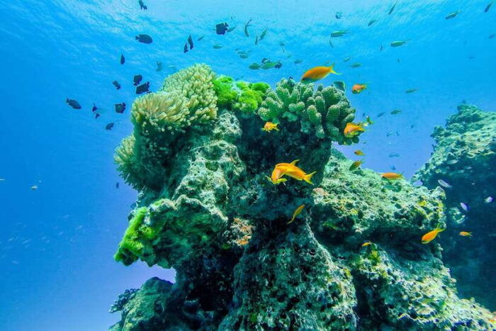 Phuket/Khao Lak: Speedboat Snorkel Tour to Similan Islands - Lunch and Free Time at Koh Similan