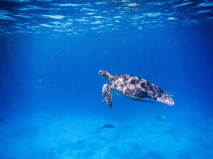 Phuket/Khao Lak: Speedboat Snorkel Tour to Similan Islands - Frequently Asked Questions