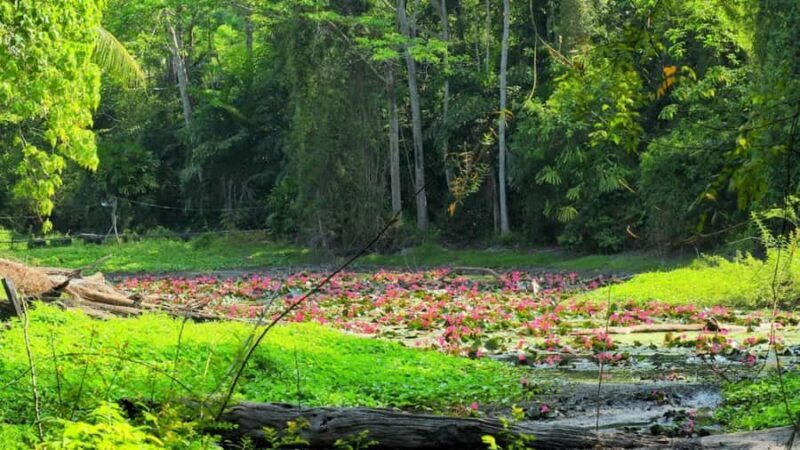Phuket/Khao Lak: Surin Islands 3-Reef Snorkel Masterpiece - A Closer Look at the Tour Experience