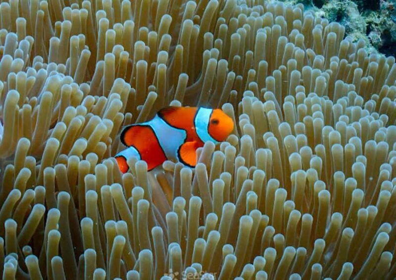 Phuket/Khao Lak : Surin Islands Snorkeling Catamaran Boat - FAQs