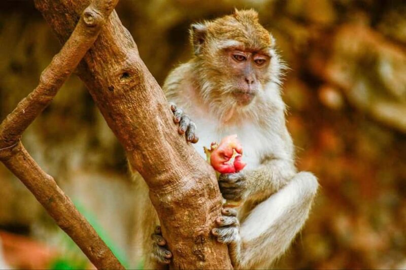 Phuket: Khao Sok & Cheow Lan Lake Day Trip or Overnight Tour - Who Is This Tour Best For?