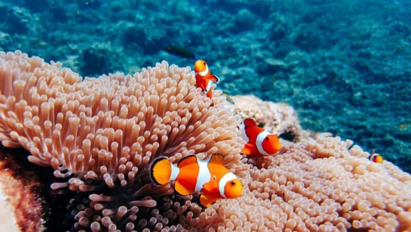 Phuket/KhaoLak : Surin Islands Full Day Snorkeling Speedboat - FAQ