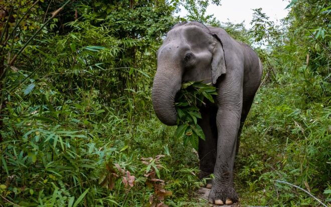 Phuket: KhaoLak Thai Food Cooking Class & ATV Adventure Tour - Culinary Journey
