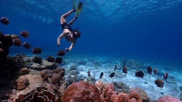 Phuket /Khaolak to Similan Islands Snorkeling by Speed Boat - The Sum Up