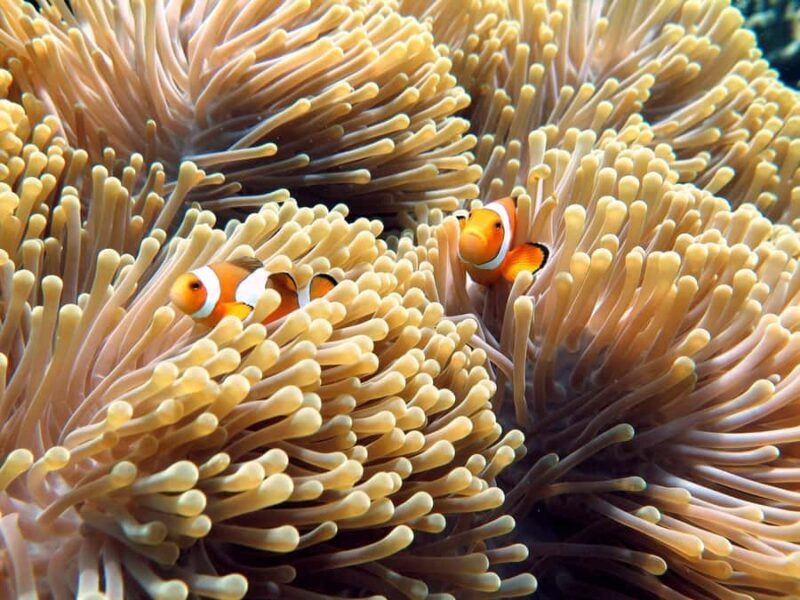 Phuket/Khaolak:Similan Islands day Trip by Luxury Speed boat - The Experience: Who Would Love It?