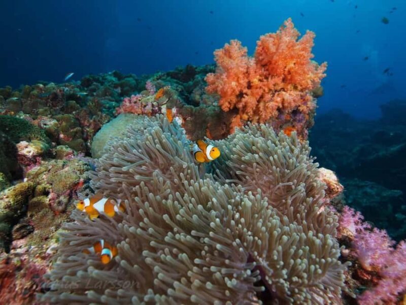 Phuket: Koh Rok and Koh Ha Day Trip (Best of Marine Park) - Good To Know