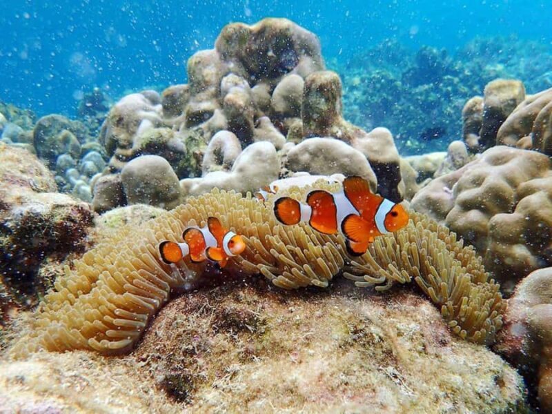 Phuket: Koh Rok and Koh Ha Day Trip (Best of Marine Park) - The Sum Up