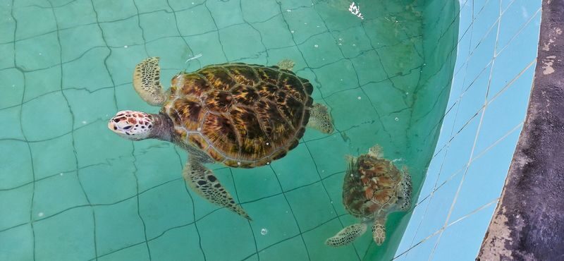 Phuket/Krabi/Khao Lak: Private Day Tour with Rafting, ATV and Turtle - Should you book it?