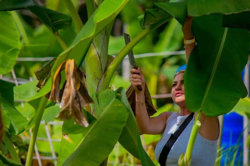 Phuket: Lily Elephant Conservation - Jungle to Sea Discovery - An Authentic and Respectful Approach to Elephant Encounters