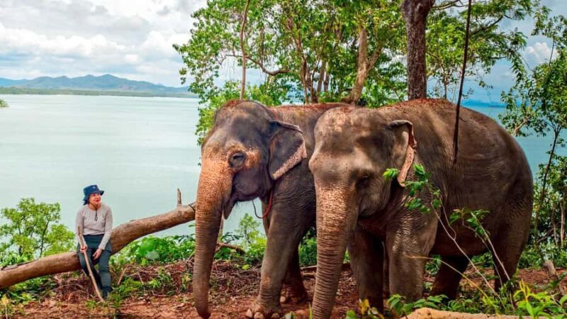Phuket: Lily Elephant Conservation - Jungle to Sea Discovery - What to Expect from the Lily Elephant Conservation Tour
