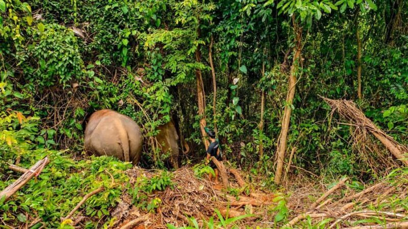 Phuket: Lily Elephant Conservation - Jungle to Sea Discovery - Authenticity & Reviews