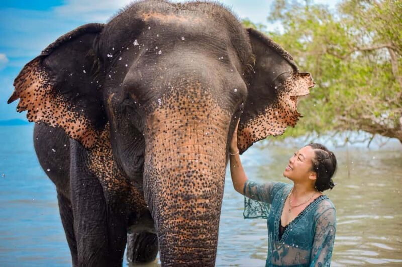 Phuket: Lily Elephant Half day Trip on the Beach with lunch - Authentic and Ethical Approach