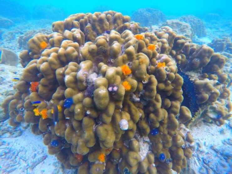 Phuket: Maya Bay, Phi Phi, Green & Khai Islands Day Trip - Duration and Starting Times