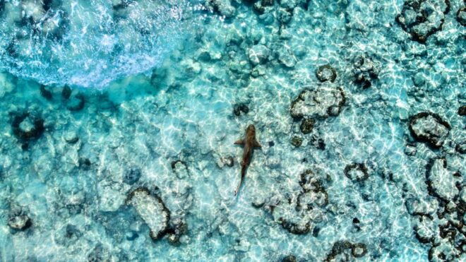 Phuket: Maya, Phi Phi, and Bamboo Island With Buffet Lunch - Highlights