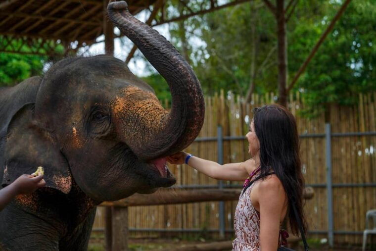 Phuket: Meet Feed & Relax With Elephant - Customer Feedback