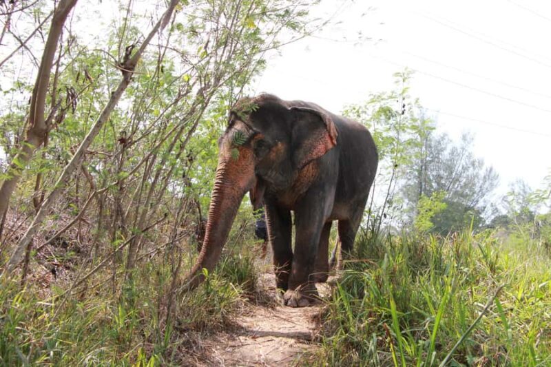 Phuket: Nature walk & Herb Ethical Wellness Elephant Tour - What to Expect from the Tour