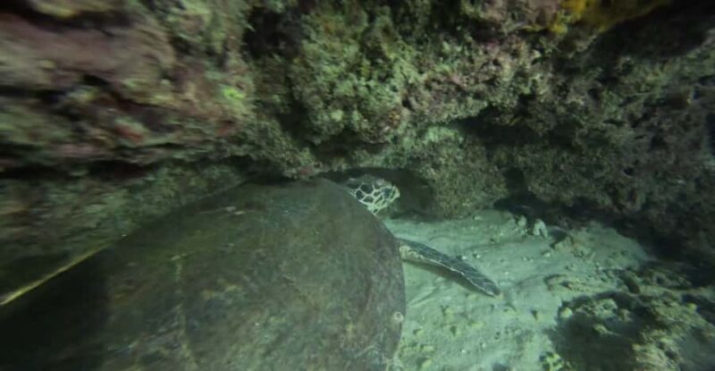 Phuket: Night Dive with Coral Reef - In-Depth Breakdown of the Itinerary