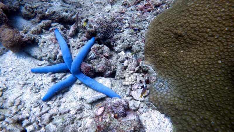Phuket: Night Dive with Coral Reef - Practical Details and Considerations