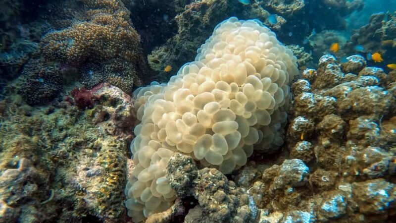 Phuket: Night Dive with Coral Reef - Final Thoughts