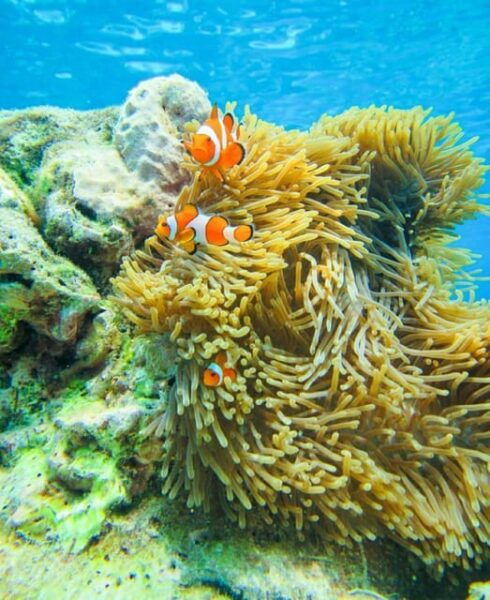 Phuket or Khao Lak: Surin Islands & Moken Village Day Trip - Questions You May Have