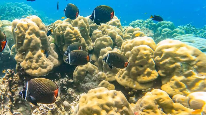 Phuket or Khaolak: Surin Islands 1 or 2-day Snorkeling Tour - Who Should Consider This Tour?