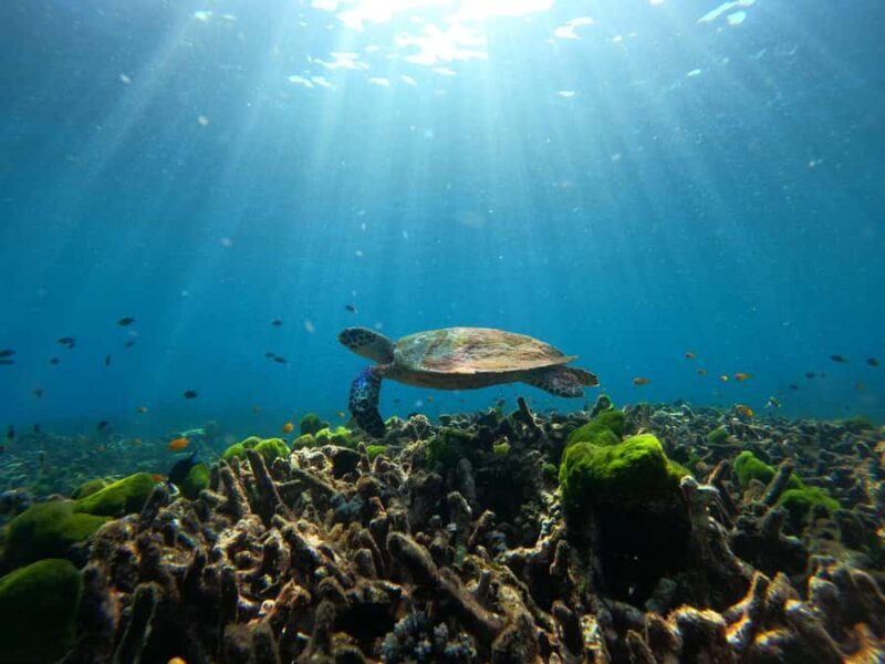 Phuket or Khaolak: Surin Islands 1 or 2-day Snorkeling Tour - Who Would Love This Tour?