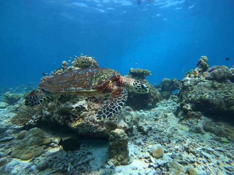 Phuket or Khaolak: Surin Islands 1 or 2-day Snorkeling Tour - Final Thoughts