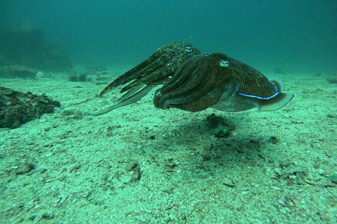 Phuket: PADI Discover Scuba Diving 1 beach dive - Good To Know