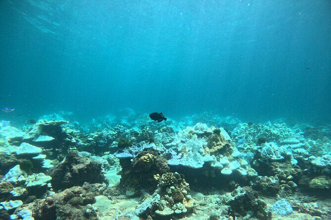 Phuket: PADI Discover Scuba Diving 1 beach dive - The Sum Up: Is It Worth It?