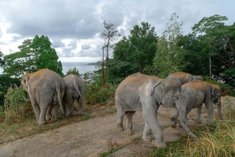 Phuket: Patong Elephant Sanctuary Observe & Learn Experience - Who’s This Tour Best Suited For?