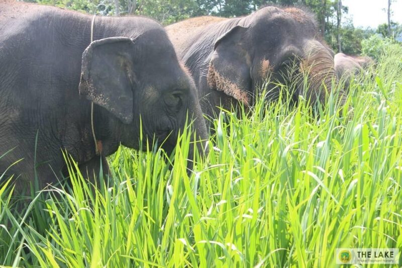 Phuket: Patong Elephant Sanctuary Observe & Learn Experience - Final Thoughts