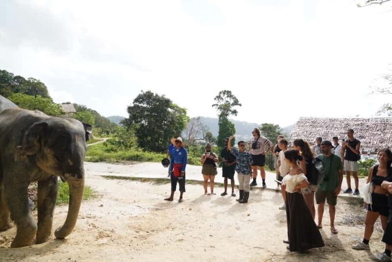 Phuket: Patong Elephant Sanctuary Observe & Learn Experience - FAQ
