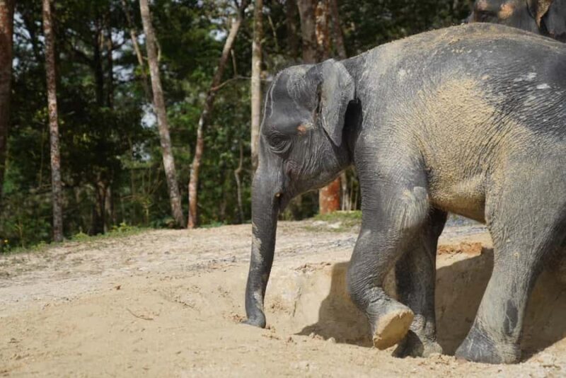 Phuket: Patong Highlights Elephant Sanctuary Tour - A Thorough Look at the Experience