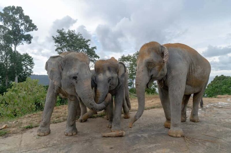 Phuket: Patong Highlights Elephant Sanctuary Tour - Final Verdict