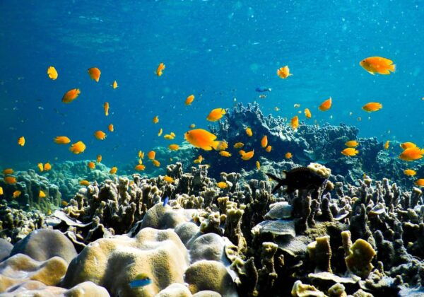 Phuket: Phi Phi Island Hopping Day Trip by Speed Boat - Questions You May Have