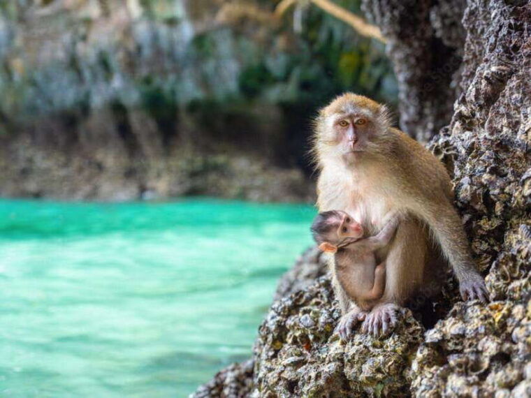 Phuket: Phi Phi Islands, Bamboo Island and Pileh Lagoon Trip - Inclusions and Services