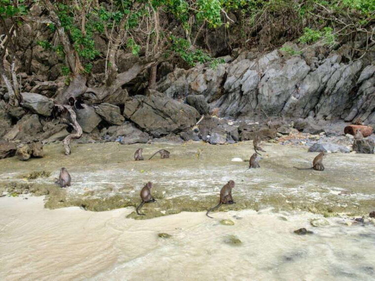 Phuket: Phi Phi Islands, Bamboo Island and Pileh Lagoon Trip - Customer Reviews and Ratings