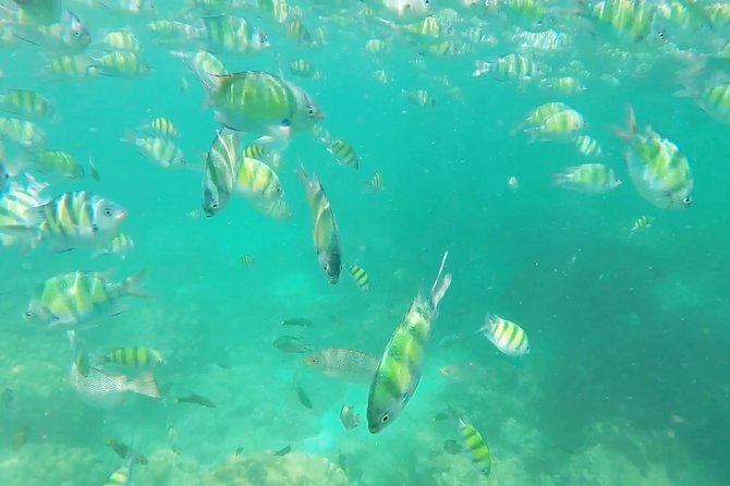 Phuket: Phi Phi Islands by Ferry With Snorkeling and Lunch (Sha Plus) - Additional Information to Consider
