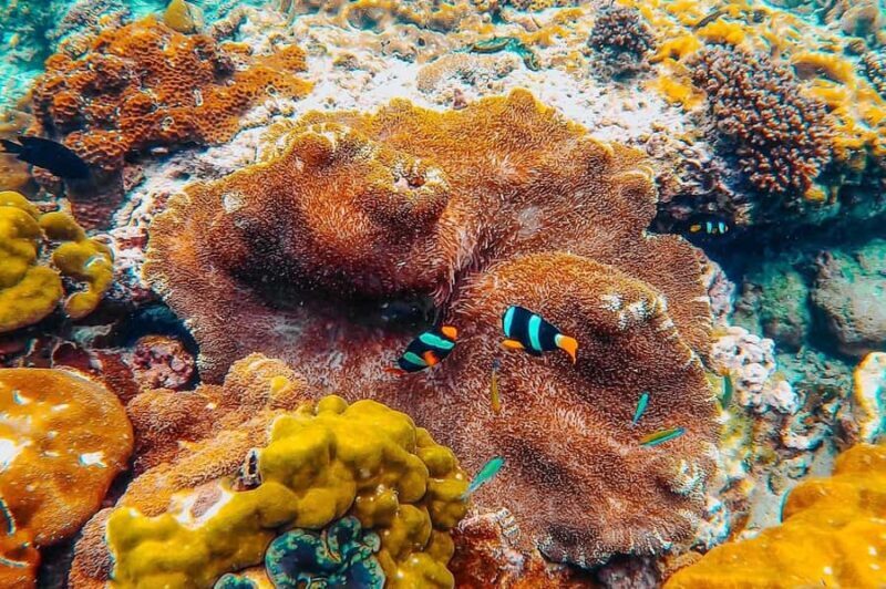 Phuket: Phi Phi Islands Gold Class Cruise & Snorkeling Tour - Snorkeling and Free Time