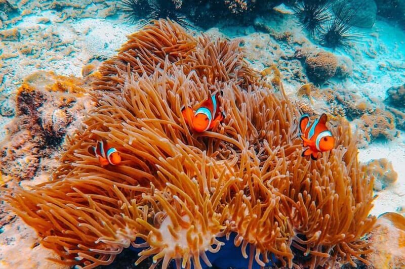 Phuket: Phi Phi Islands Gold Class Cruise & Snorkeling Tour - Who Should Consider This Tour?