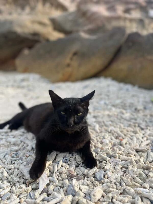 Phuket: Phi Phi Islands & Maya Bay Speedboat - FAQ