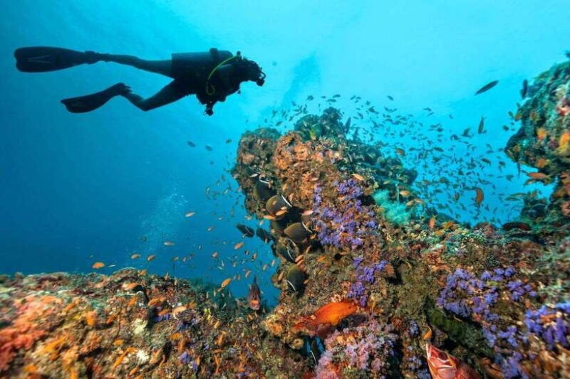 Phuket: Phi Phi Islands & Shark Point Certified Scuba Dives - Itinerary and Experience