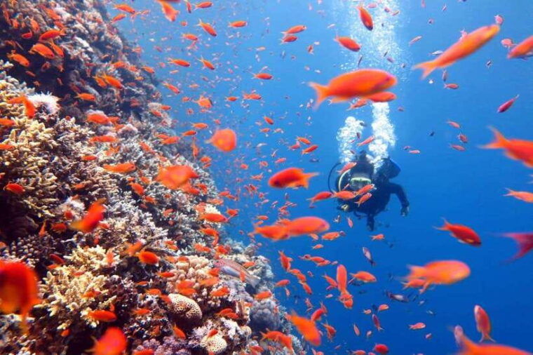 Phuket: Phi Phi Islands & Shark Point Certified Scuba Dives - Inclusions and Amenities