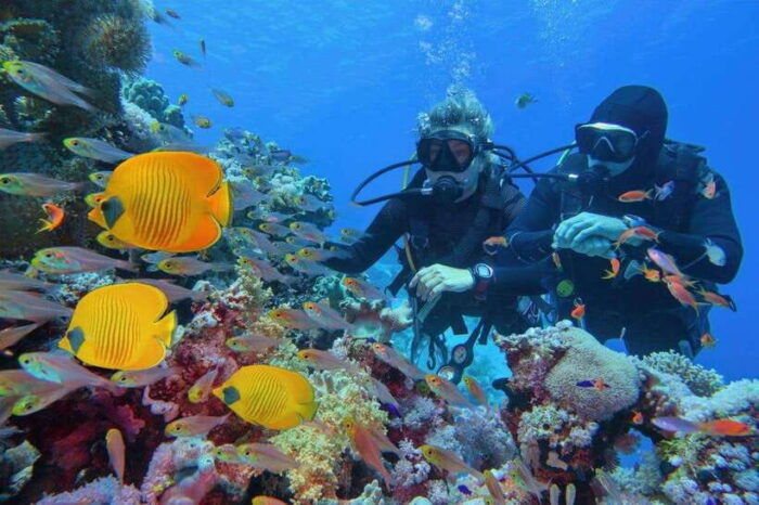 Phuket: Phi Phi Islands & Shark Point Certified Scuba Dives - Customer Reviews and Ratings