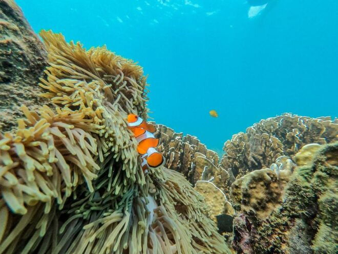 Phuket: Phi Phi & Khai Islands Private Group Day Trip - Additional Inclusions