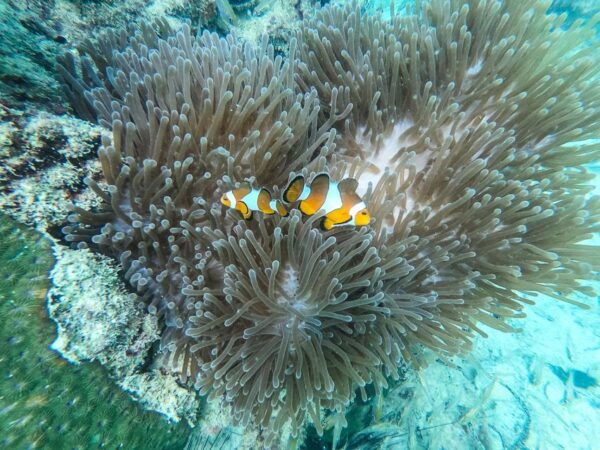 Phuket: Phi Phi & Khai Islands Private Group Day Trip - The Sum Up