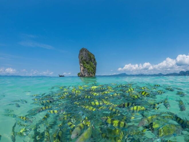 Phuket : Phi Phi Maya Bay & 3 Islands 7 Points by Speedboat - Experience the Speedboat Adventure