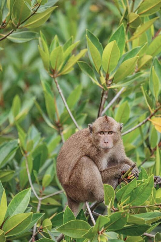 Phuket: Phi Phi, Maya & Khai Luxury Power Catamaran Day Tour - Is This Tour Right for You?