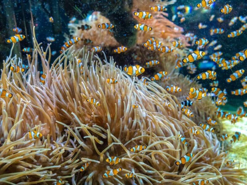 Phuket: Phi Phi, Maya, Khai or Maiton or Bamboo Island Tour - Good To Know